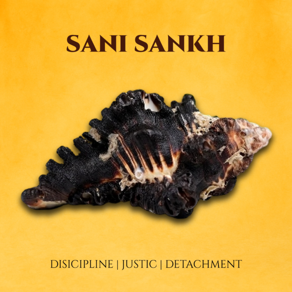 Shani Shankh